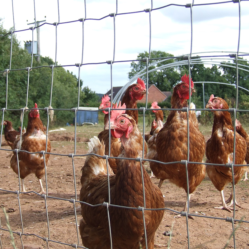 fencing wire- poultry x 1